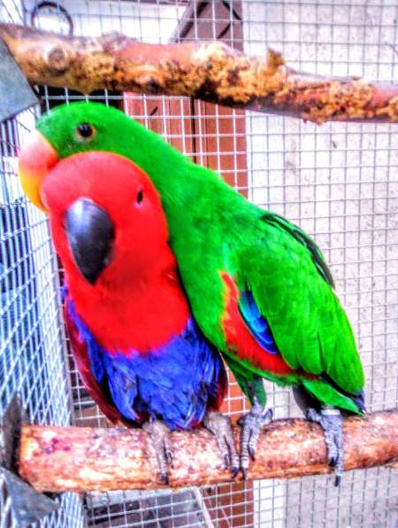 Photo ads/1782000/1782064/a1782064.jpg : vend couple eclectus rotarus polychloros