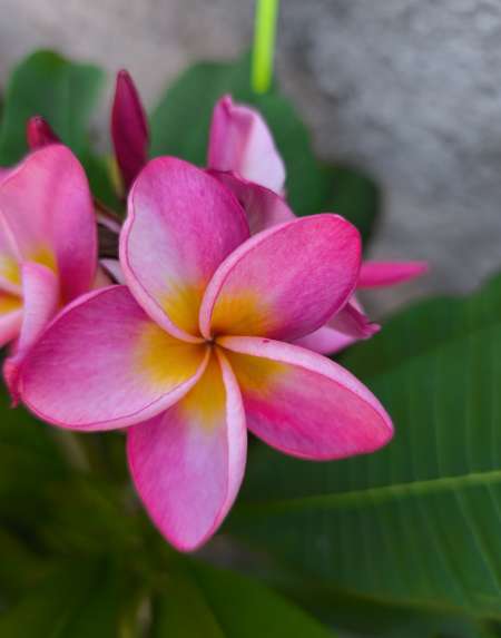 Photo ads/1721000/1721663/a1721663.jpg : Massage energetique sensuel