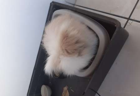 Photo ads/1828000/1828463/a1828463.jpg : Lapin mal angora tete de lion