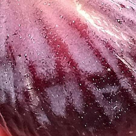 Photo ads/1829000/1829173/a1829173.jpg : Boire l'eau de ta bouche !..