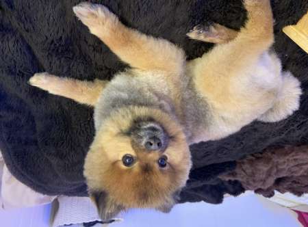 Photo ads/1832000/1832902/a1832902.jpg : Saillie pour spitz nain LOFT de 2,4 kilos