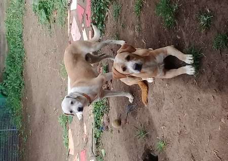 Photo ads/1847000/1847903/a1847903.jpg : Rosko et Apach