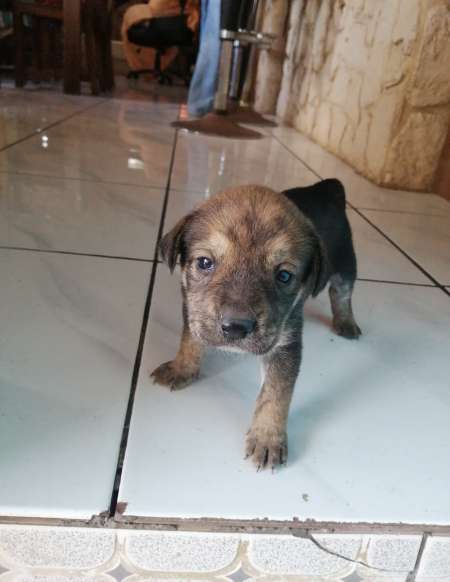 Photo ads/1885000/1885574/a1885574.jpg : donn petits chiots