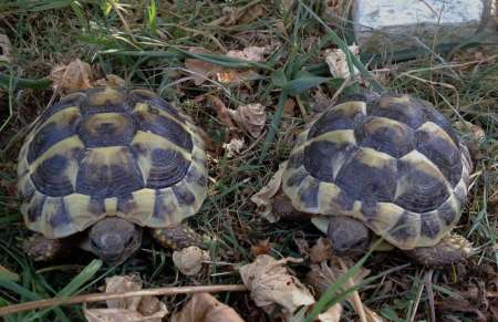 Photo ads/1890000/1890687/a1890687.jpg : TORTUE HERMANN