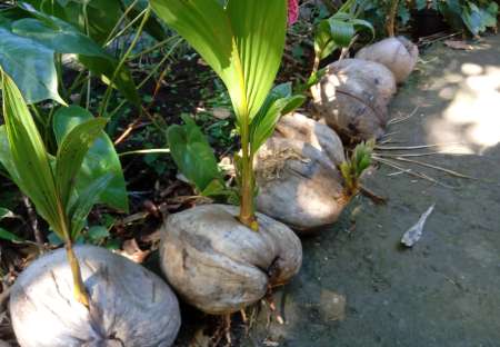 PLANTs coco