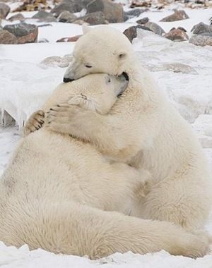Photo ads/2008000/2008611/a2008611.jpg : Calin affectueux