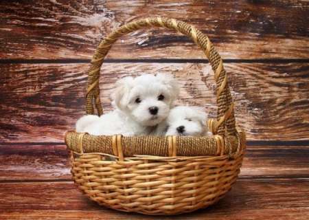 Photo ads/2017000/2017467/a2017467.jpg : Chiots bichon maltais a donner