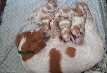 Photo ads/2034000/2034857/a2034857.jpg : Chiots épagneuls bretons