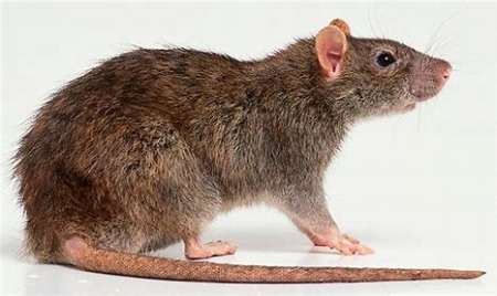 Photo ads/2108000/2108574/a2108574.jpg : STOP RAT !!!