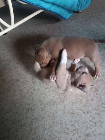 Photo ads/2187000/2187890/a2187890.jpg : Chiots American bully