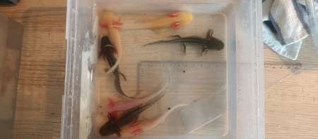 Photo ads/2195000/2195768/a2195768.jpg : Jeunes axolotls