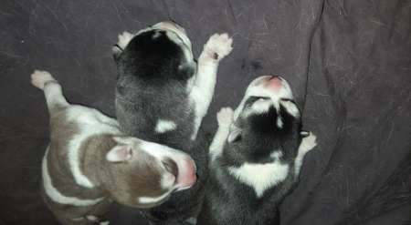 Photo ads/2200000/2200258/a2200258.jpg : Chiot Husky bientôt disponible