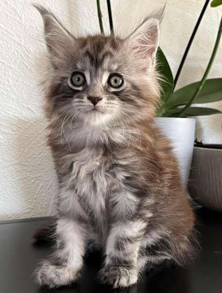 Photo ads/2203000/2203003/a2203003.jpg : Adorable chaton Maine coon mâle loof