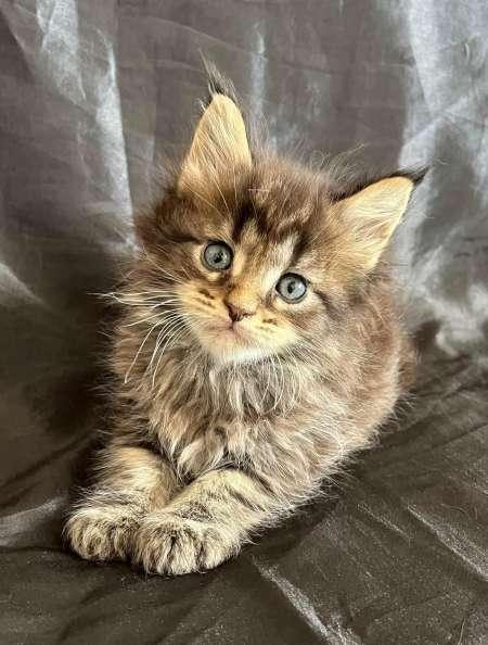 Photo ads/2203000/2203006/a2203006.jpg : Chatons Maine coon