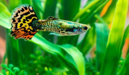 Photo ads/2206000/2206892/a2206892.jpg : Poissons Guppy bébés et adultes