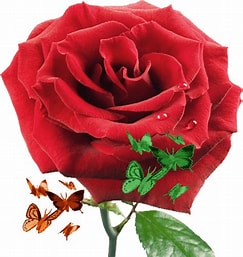 Photo ads/2249000/2249937/a2249937.jpg :  HOMME SYMPA RECOIT ESCORTE