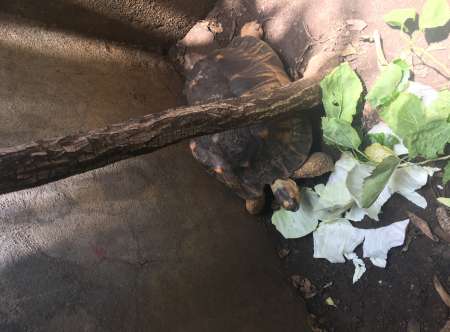 Photo ads/2257000/2257126/a2257126.jpg : Vend Tortue de Terre