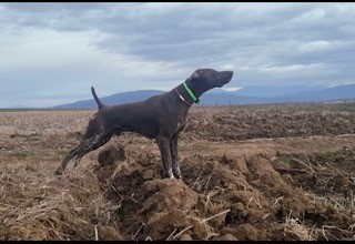 Photo ads/2274000/2274081/a2274081.jpg : Des chiots Braques Allemand sont nés le 28-03-24.