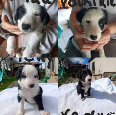 Photo ads/2279000/2279943/a2279943.jpg :  chiot border collie