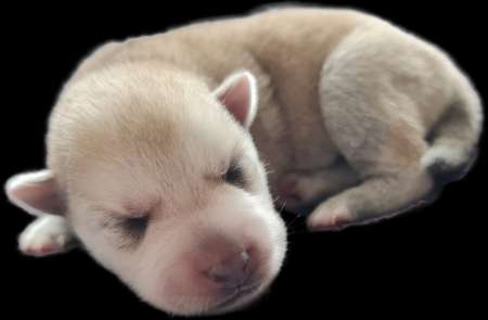 Photo ads/2295000/2295174/a2295174.png : Pomsky F3