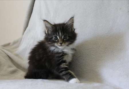 Photo ads/2296000/2296490/a2296490.jpg : Adorable chaton maine coon femelle à donner