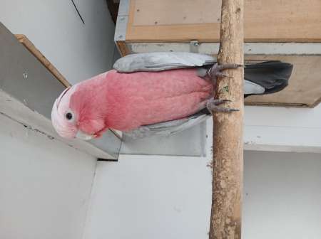 Photo ads/2313000/2313537/a2313537.jpg : rosalbin