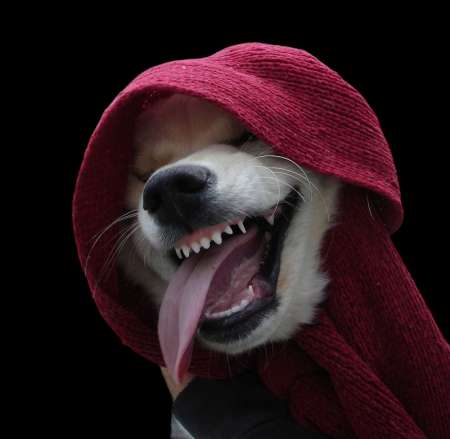 Photo ads/2319000/2319684/a2319684.png :  Homme profil animal pour Furieux Orgasmes Féminins