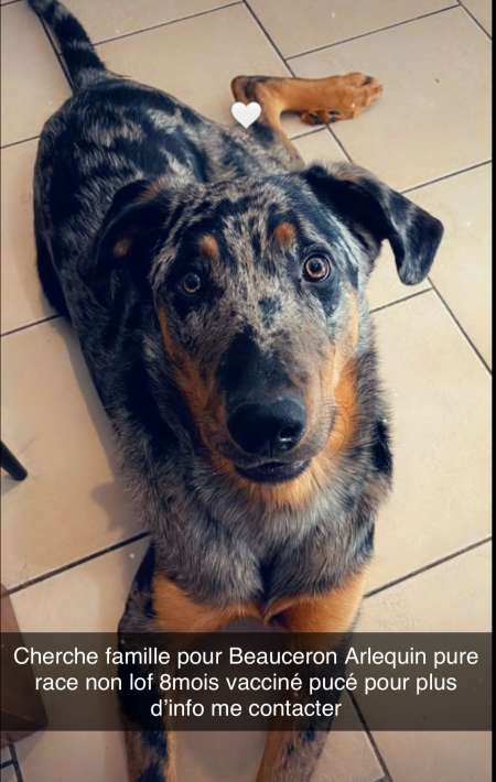 Photo ads/2370000/2370721/a2370721.jpg : beauceron arlequin