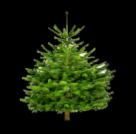 Photo ads/2375000/2375202/a2375202.png : SAPIN NATUREL