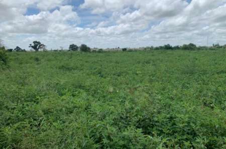 Photo ads/2377000/2377760/a2377760.jpg : Terrain agricole de 1,25 ha vers Notto Diobass