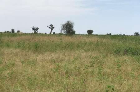 Photo ads/2378000/2378434/a2378434.jpg : Terrain agricole de 1,07 ha vers Ndiaganiao