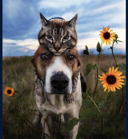 Photo ads/2381000/2381751/a2381751.jpg : Câlins