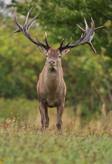 Photo ads/2383000/2383069/a2383069.jpg : Bel homme de 50 ans pour mamie coquine !