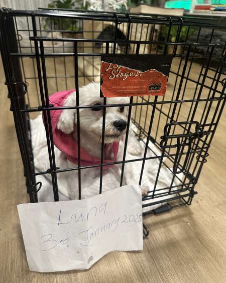 Photo ads/2387000/2387667/a2387667.jpg : Bichon frise pure bred