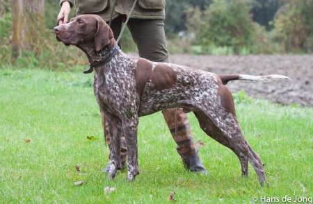 Photo ads/2389000/2389597/a2389597.jpg :  Des chiots braque Allemand à réserver