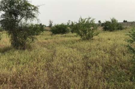 Photo ads/2400000/2400440/a2400440.jpg : Terrain agricole de 1,67 hectare vers Dalla Ngabou