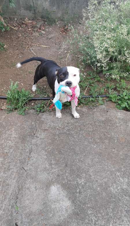 Photo ads/2407000/2407012/a2407012.jpg : Femelle staffy croisée staff