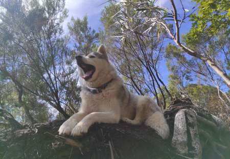 Photo ads/2410000/2410099/a2410099.jpg : Husky sibérien à vendre