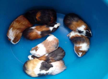 Photo ads/2422000/2422393/a2422393.jpg : cochons d 'inde