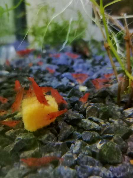 Photo ads/2424000/2424296/a2424296.jpg : Crevettes red cherry