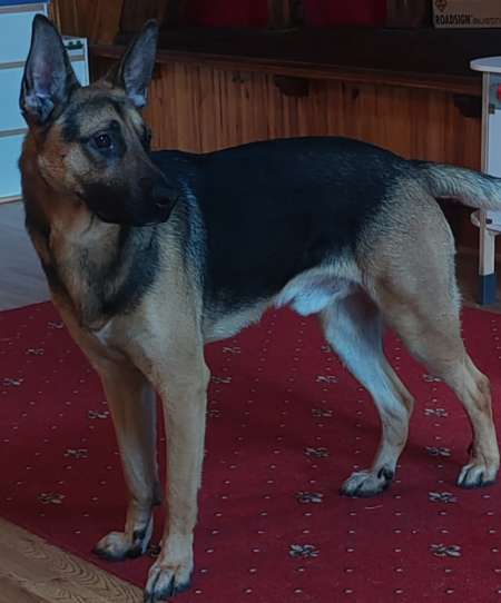 Photo ads/2429000/2429330/a2429330.jpg : Donne berger allemand