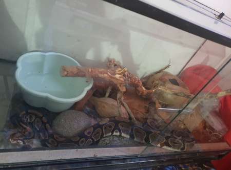 Photo ads/2430000/2430880/a2430880.jpg : python