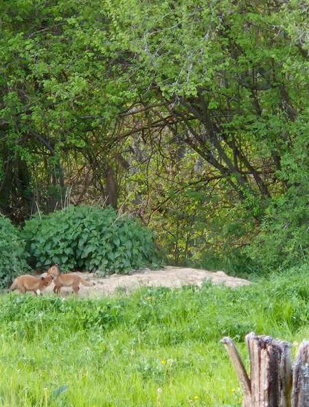 Photo ads/2451000/2451816/a2451816.jpg : Pour femmes d'âge mûr insatisfaite