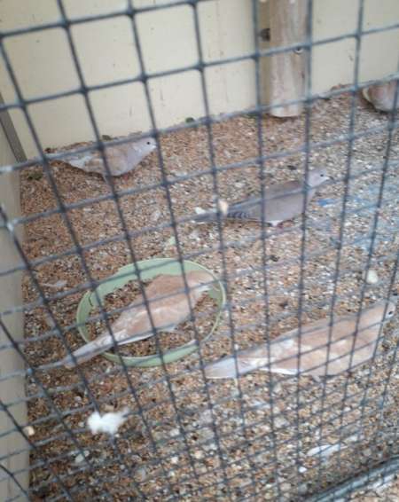 Photo ads/2455000/2455807/a2455807.jpg : Couple tourterelle