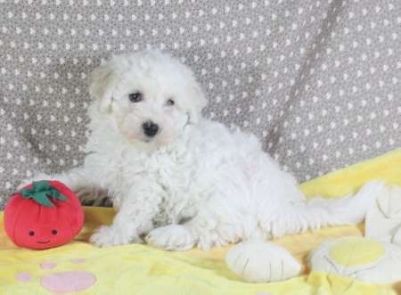 Photo ads/2458000/2458378/a2458378.jpg : Chiot Bichon Frisé LOF