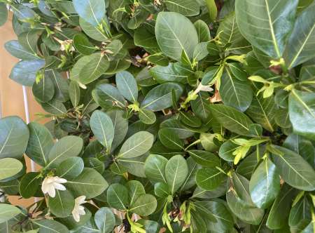 Photo ads/2472000/2472822/a2472822.jpg : Homme pour femme ou couple