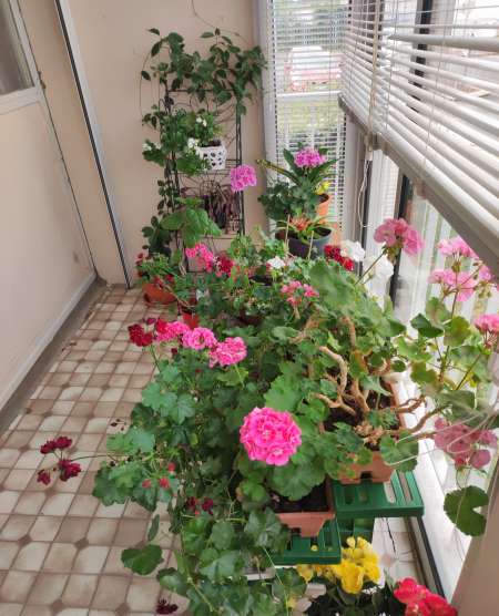 Photo ads/2486000/2486826/a2486826.jpg :  tonbonminou