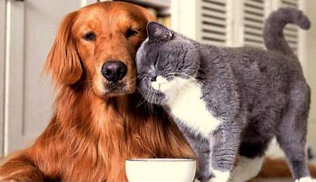 Photo ads/2489000/2489446/a2489446.jpg :  Garde et balades d'animaux pour leur bien être...