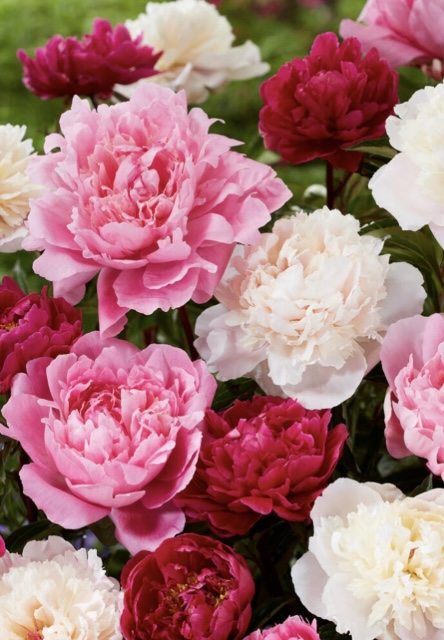 Photo ads/2495000/2495508/a2495508.jpg : Recherche homme pour plaisir