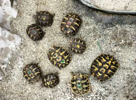 Photo ads/2502000/2502802/a2502802.jpg : tortues de terre